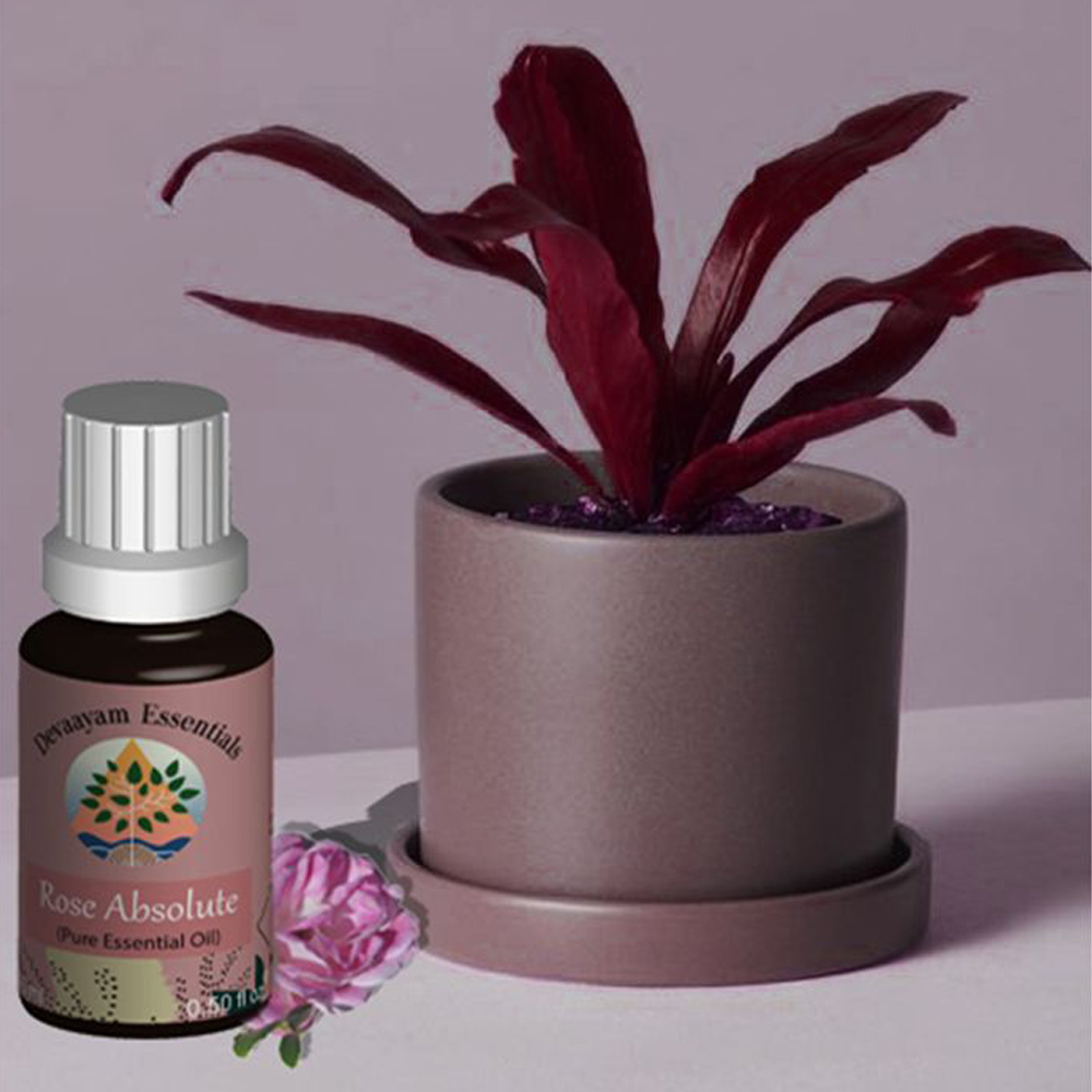 Rose Absolute Essential Oil